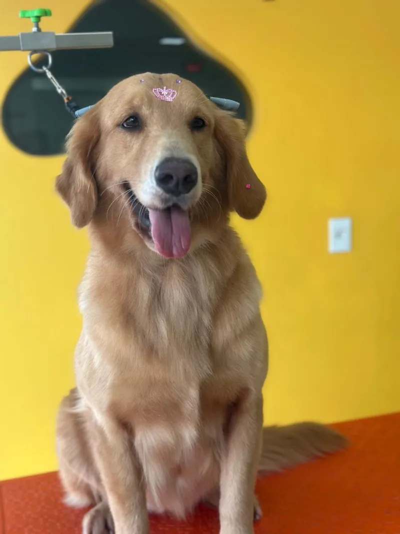 Golden retriever depois do banho