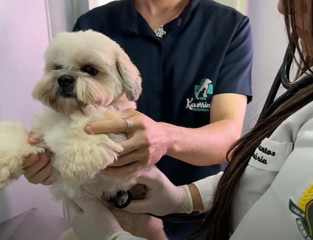 Veterinário segurando um cão no consultório