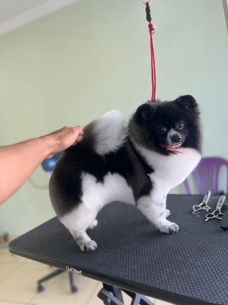 Lulu preto e branco