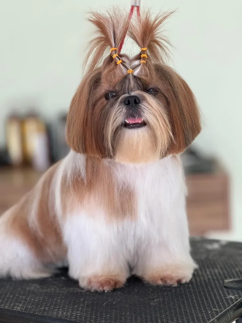 Shih-tzu recém-tosado com laço
