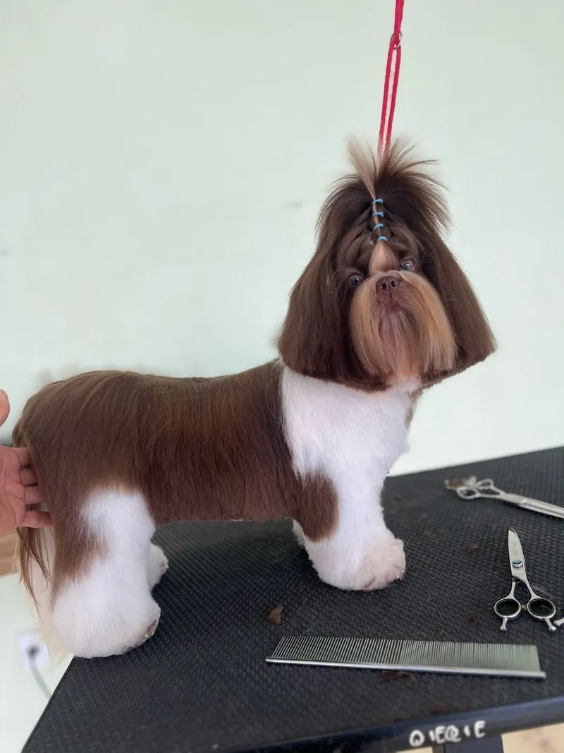 Shih-tzu marrom e branco com pelo longo